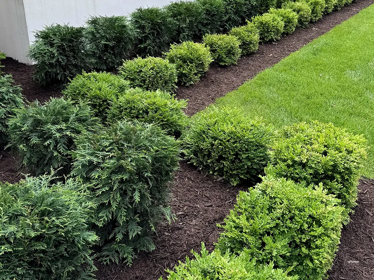 Boxwood and mulch landscape bed installation for clean curb appeal in St Paul Minnesota