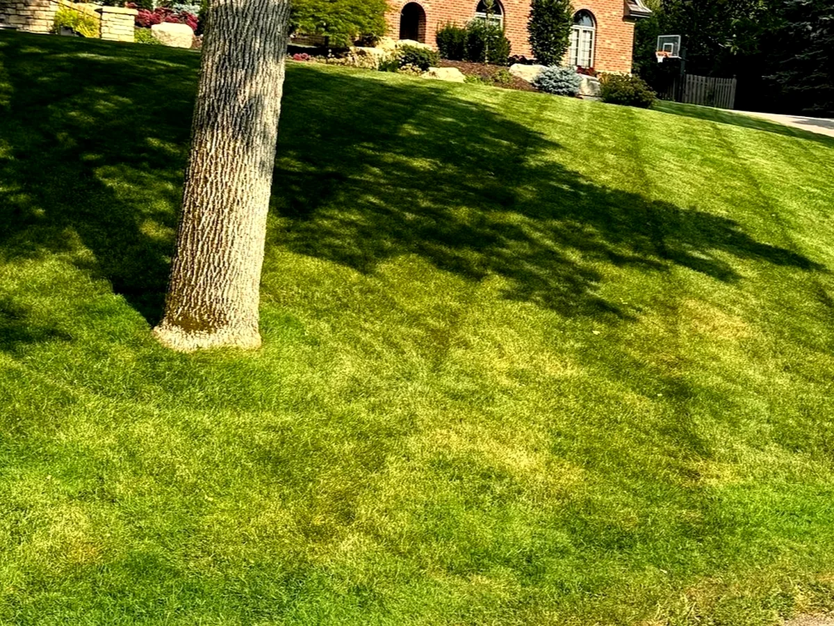 Striped residential lawn after professional mowing service in St Paul Minnesota